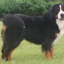 Bernese Mountain Dogs - Horrible breeder!! - Photo 13 - comment #1537281
