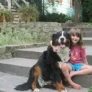 Bernese Mountain Dogs - Horrible breeder!! - Photo 14 - comment #1537281