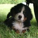 Bernese Mountain Dogs - Horrible breeder!! - Photo 15 - comment #1537281