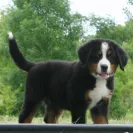 Bernese Mountain Dogs - Horrible breeder!! - Photo 16 - comment #1537281