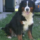 Bernese Mountain Dogs - Horrible breeder!! - Photo 17 - comment #1537281