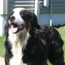 Bernese Mountain Dogs - Horrible breeder!! - Photo 18 - comment #1537281