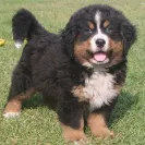 Bernese Mountain Dogs - Horrible breeder!! - Photo 19 - comment #1537281