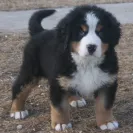 Bernese Mountain Dogs - Horrible breeder!! - Photo 20 - comment #1537281