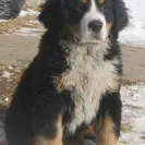 Bernese Mountain Dogs - Horrible breeder!! - Photo 21 - comment #1537281