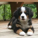 Bernese Mountain Dogs - Horrible breeder!! - Photo 22 - comment #1537281