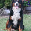 Bernese Mountain Dogs - Horrible breeder!! - Photo 23 - comment #1537281