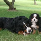 Bernese Mountain Dogs - Horrible breeder!! - Photo 24 - comment #1537281