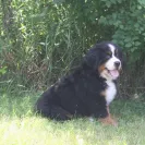 Bernese Mountain Dogs - Horrible breeder!! - Photo 25 - comment #1537281