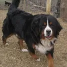 Bernese Mountain Dogs - Horrible breeder!! - Photo 26 - comment #1537281