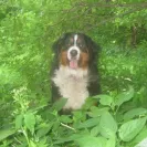Bernese Mountain Dogs - Horrible breeder!! - Photo 27 - comment #1537281