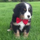 Bernese Mountain Dogs - Horrible breeder!! - Photo 28 - comment #1537281