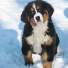 Bernese Mountain Dogs - Horrible breeder!! - Photo 29 - comment #1537281