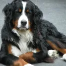 Bernese Mountain Dogs - Horrible breeder!! - Photo 30 - comment #1537281