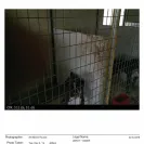 Briarbrook Kennel - Responding to complaints - Photo 3 - comment #1538365