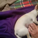 Banfield Pet Hospital - killed my dog - Photo 1 - comment #1539745