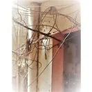 Karachi Electric Supply [KESC] / K-Electric - kunda - Photo 1 - comment #2402593