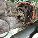 Exciting Gardens - wrong plants no plants - Photo 1 - comment #2133094