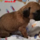 It's a Boxer's Life Kennel - Sells sick puppies - Photo 4 - comment #1770009
