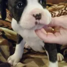 It's a Boxer's Life Kennel - Sells sick puppies - Photo 5 - comment #1770009