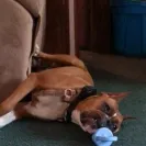 It's a Boxer's Life Kennel - Sells sick puppies - Photo 2 - comment #1770009