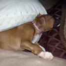 It's a Boxer's Life Kennel - Sells sick puppies - Photo 3 - comment #1770009