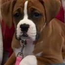 It's a Boxer's Life Kennel - Sells sick puppies - Photo 7 - comment #1770009