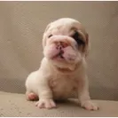 nellysbulldogs.com - Puppy was sick and weak - Photo 1 - comment #1640573