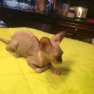 Lilnudists - Selling sick cats, voiding contracts and blaming buyers - Photo 3 - comment #1661659