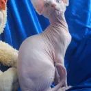 Lilnudists - Unethical practices, sick cats - Photo 1 - comment #1661662