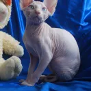 Lilnudists - Unethical practices, sick cats - Photo 2 - comment #1661662