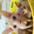 Lilnudists - Unethical practices, sick cats - Photo 3 - comment #1661662