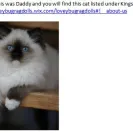 Loveybug Ragdolls - Unethical Breeding - Photo 1 - update #1665949