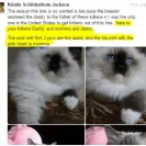 Loveybug Ragdolls - Unethical Breeding - Photo 1 - update #1665952