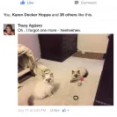 Loveybug Ragdolls - Unethical Breeding - Photo 1 - comment #1667962