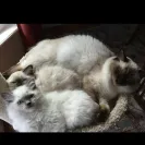 Loveybug Ragdolls - Unethical Breeding - Photo 2 - comment #1667962