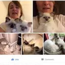 Loveybug Ragdolls - Unethical Breeding - Photo 3 - comment #1667962