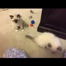 Loveybug Ragdolls - Unethical Breeding - Photo 4 - comment #1667962