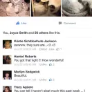 Loveybug Ragdolls - Unethical Breeding - Photo 10 - comment #1667962