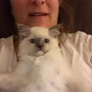 Loveybug Ragdolls - Unethical Breeding - Photo 11 - comment #1667962