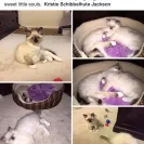 Loveybug Ragdolls - Unethical Breeding - Photo 12 - comment #1667962