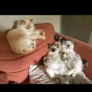 Loveybug Ragdolls - Unethical Breeding - Photo 13 - comment #1667962