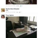 Loveybug Ragdolls - Unethical Breeding - Photo 15 - comment #1667962