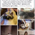Loveybug Ragdolls - Unethical Breeding - Photo 16 - comment #1667962