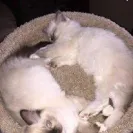 Loveybug Ragdolls - Unethical Breeding - Photo 17 - comment #1667962