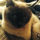 Orecatay Traditional Siamese and Balinese Cattery - My seal point cat died from FIP that I purchased from her - Photo 1 - comment #2132760