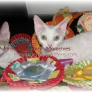 Adoraelves Cattery - Was sold a sick kitten infected with the herpes virus. - Photo 1 - comment #1682905