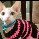 Adoraelves Cattery - Was sold a sick kitten infected with the herpes virus. - Photo 1 - comment #1682933