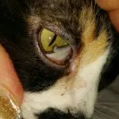 Mypoorbaby - Was sold a sick kitten infected with the herpes virus. - Photo 1 - update #1684390