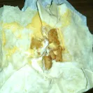 Taco Bell - rude service - Photo 1 - comment #1960514